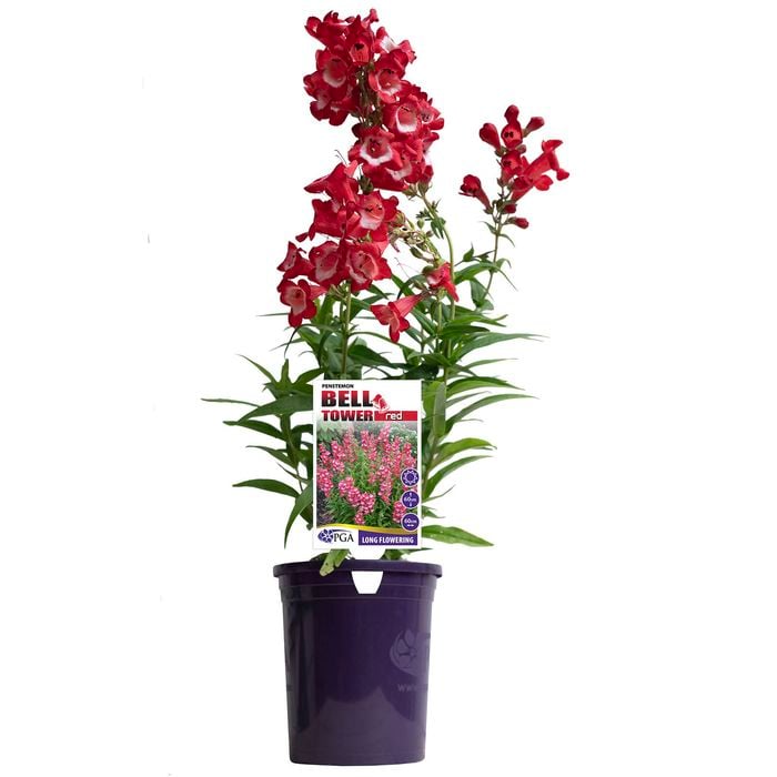 140mm Penstemon BELL TOWER Red