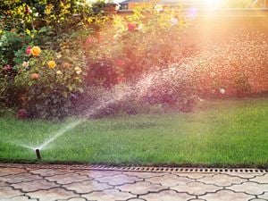 Green grass being watered with automatic sprinkler system in the morning.