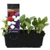 Aster Dwarf Mix Punnet - Callistephus chinensis