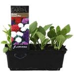 Aster Dwarf Mix Punnet - Callistephus chinensis