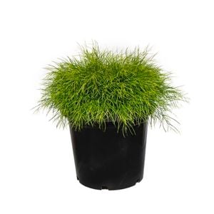 2.5L Acacia Limelight - Acacia cognata
