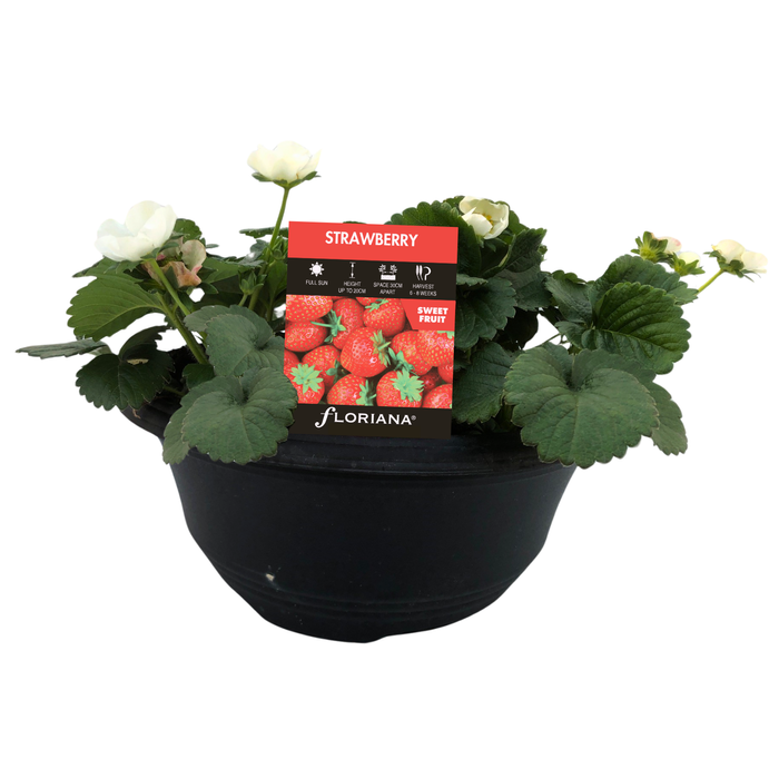 300mm Strawberry Bowl - Fragaria ananassa