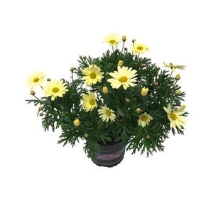 140mm Federation Daisies - Argyranthemum