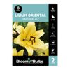 Bloomin Bulbs Lilium Oriental Saltarello - 2 Pack