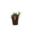200mm Escallonia Pink Pixie - Escallonia hybrids