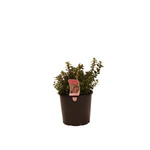 200mm Escallonia Pink Pixie - Escallonia hybrids