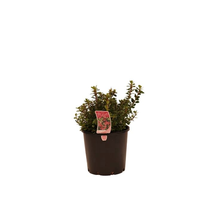 200mm Escallonia Pink Pixie - Escallonia hybrids