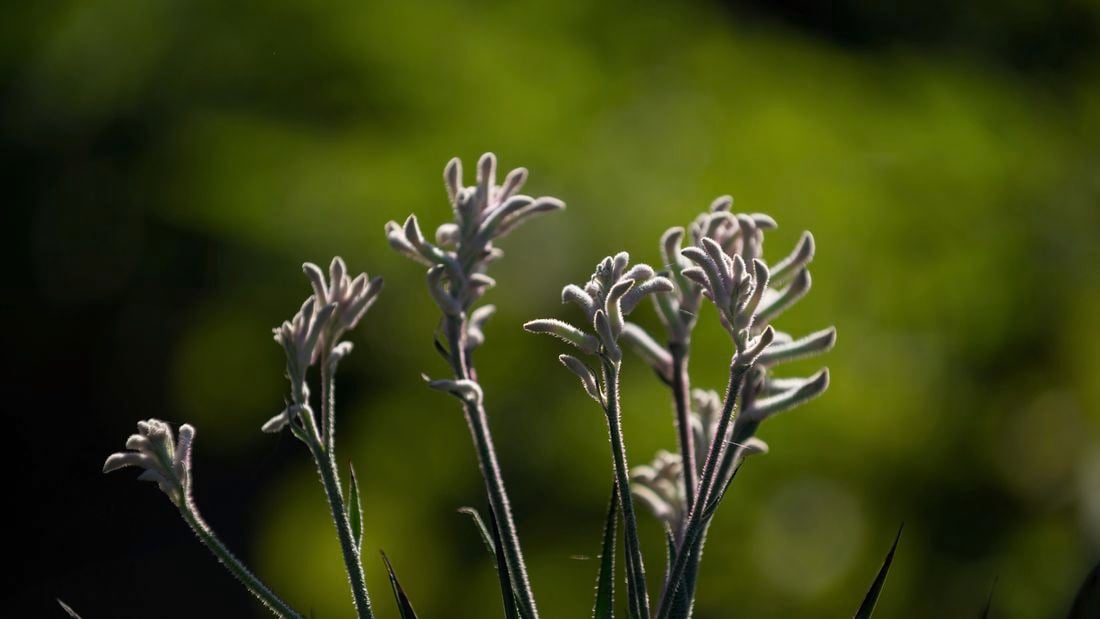 Kangaroo Paw Plant