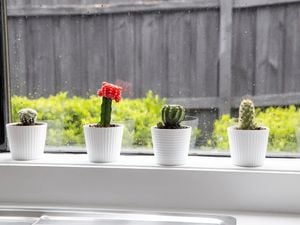 Three small cacti in white pots on a windowsill.