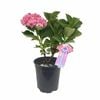 200 mm Hydrangea Machiko Pvr