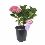 200 mm Hydrangea Machiko Pvr