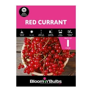 Bloomin' Bulbs Red Currant - 1 Pack