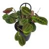 70mm Prayer Plant - Maranta leuconeura Erythroneura