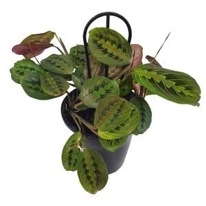 70mm Prayer Plant - Maranta leuconeura Erythroneura