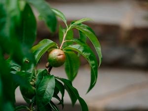 Close up of a stone fruit tree