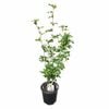 200mm Cold Hardy Hibiscus - Hibiscus S. Jeanne D'arc
