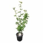 200mm Cold Hardy Hibiscus - Hibiscus S. Jeanne D'arc