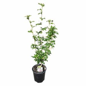 200mm Cold Hardy Hibiscus - Hibiscus S. Jeanne D'arc