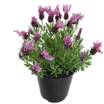 1.9L Lavender Loveheart - Lavandula Loveheart