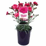 140mm Dianthus Sugar Plum Raspberry - Dianthus hybrid