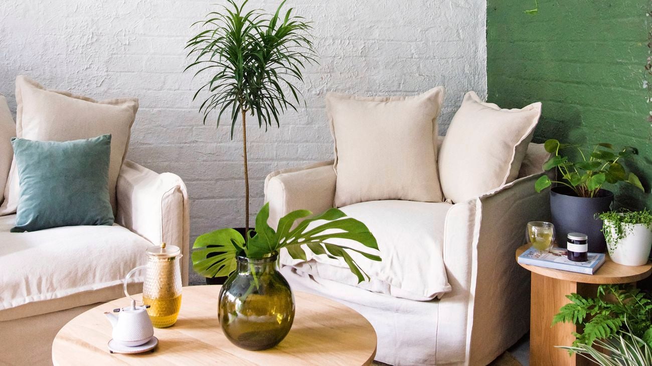 A corner of a sitting room with a dark green feature wall, white lounge and plants