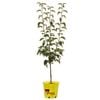 250mm Nijisseiki Asian Pear - Pyrus pyrifolia