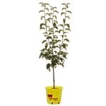 250mm Nijisseiki Asian Pear - Pyrus pyrifolia