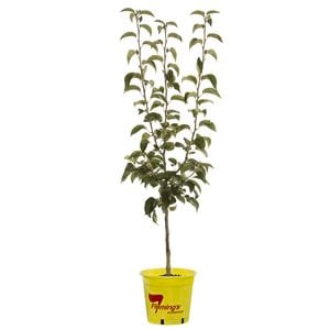 250mm Nijisseiki Asian Pear - Pyrus pyrifolia