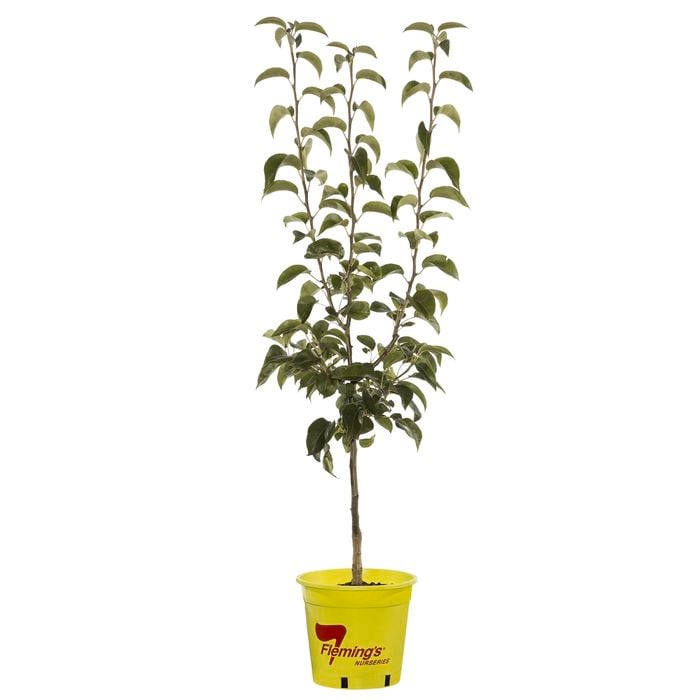 250mm Nijisseiki Asian Pear - Pyrus pyrifolia