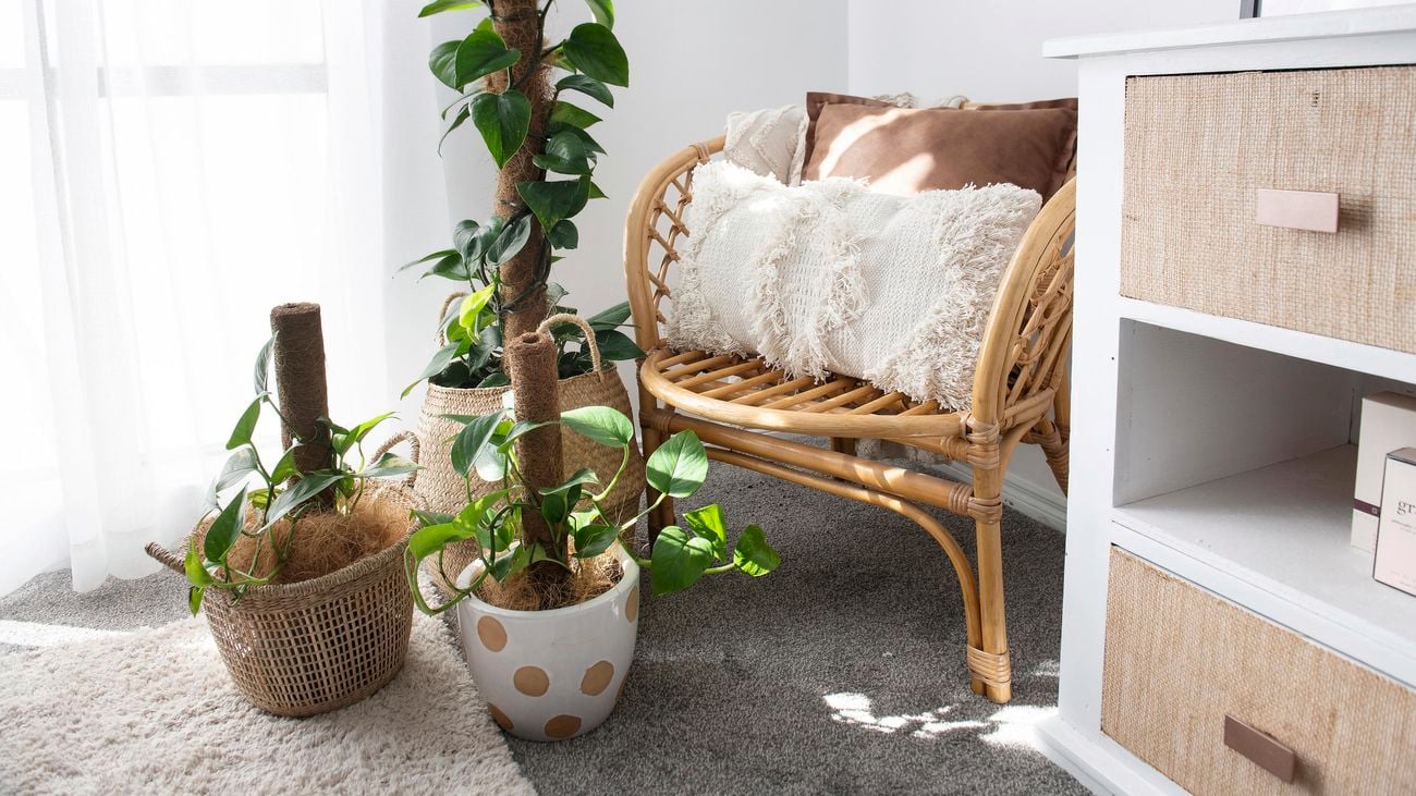 two pots of devil's ivy plants indoor on a carpeted floor in front of a rattan chair.