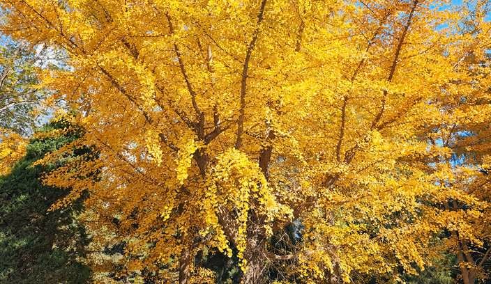  A large yellow coloured ginkgo deciduous tree is one of the trees and shrubs to consider