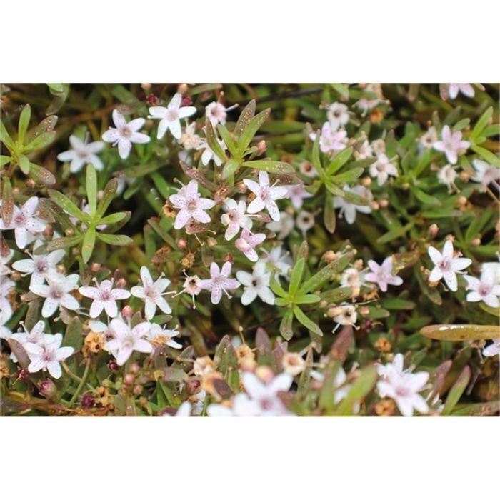 140mm Creeping Boobialla Fine Leaf White - Myoporum parvifolium