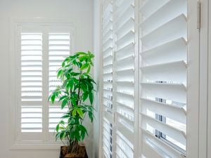 White venetian-style shutters and an indoor plant