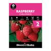 Bloomin' Bulbs Raspberry Purple Chilliwack - Rubus idaeus - 2 Cane Pack