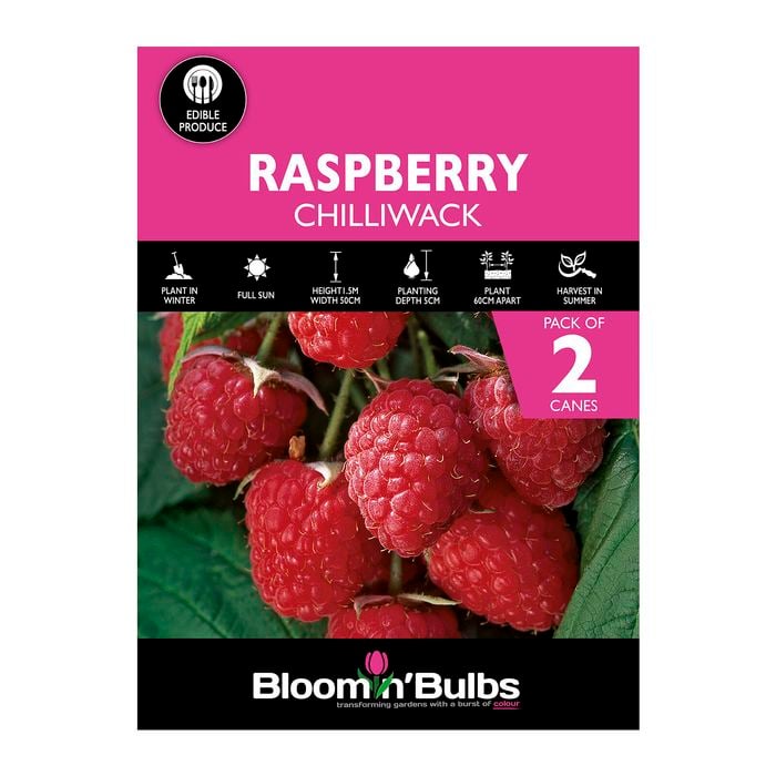 Bloomin' Bulbs Raspberry Purple Chilliwack - Rubus idaeus - 2 Cane Pack