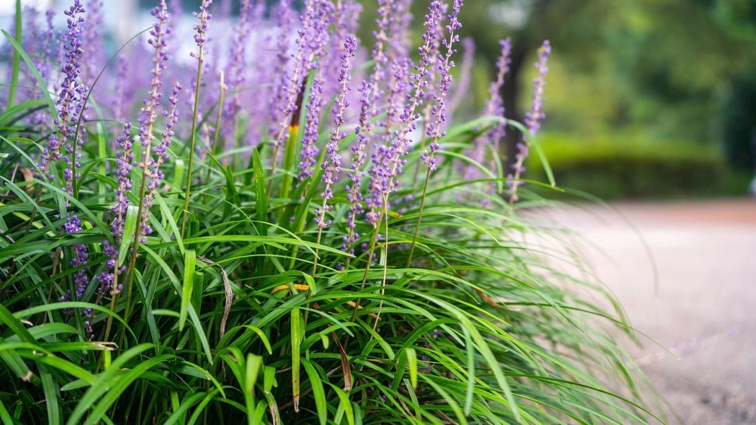 garden bed of liriope plants with purple flowers