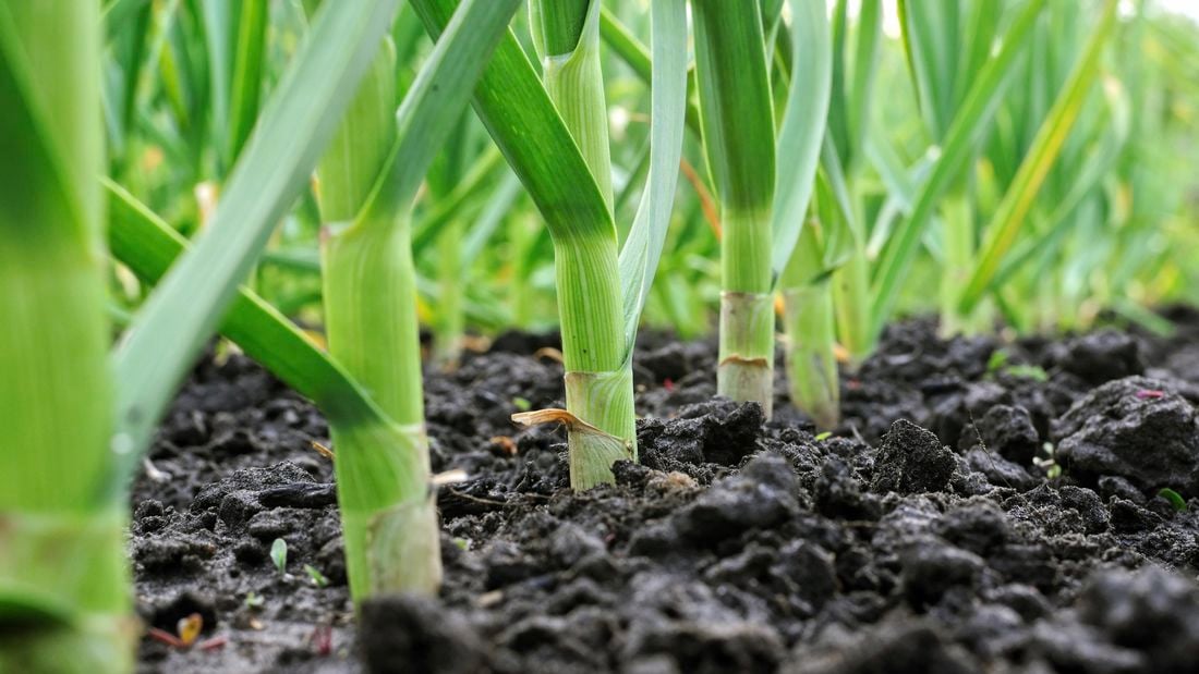 Close up of garlic planted in the soil.