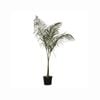 200mm Cocos Palm - Syagrus romanzoffiana