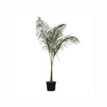 200mm Cocos Palm - Syagrus romanzoffiana