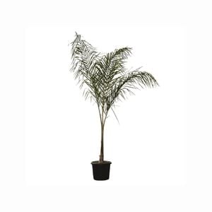 200mm Cocos Palm - Syagrus romanzoffiana