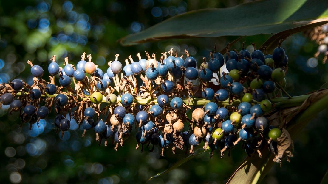 Spike of red back ginger with hundreds of blue berries