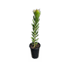 180mm Winter Gold - Leucadendron laureolum