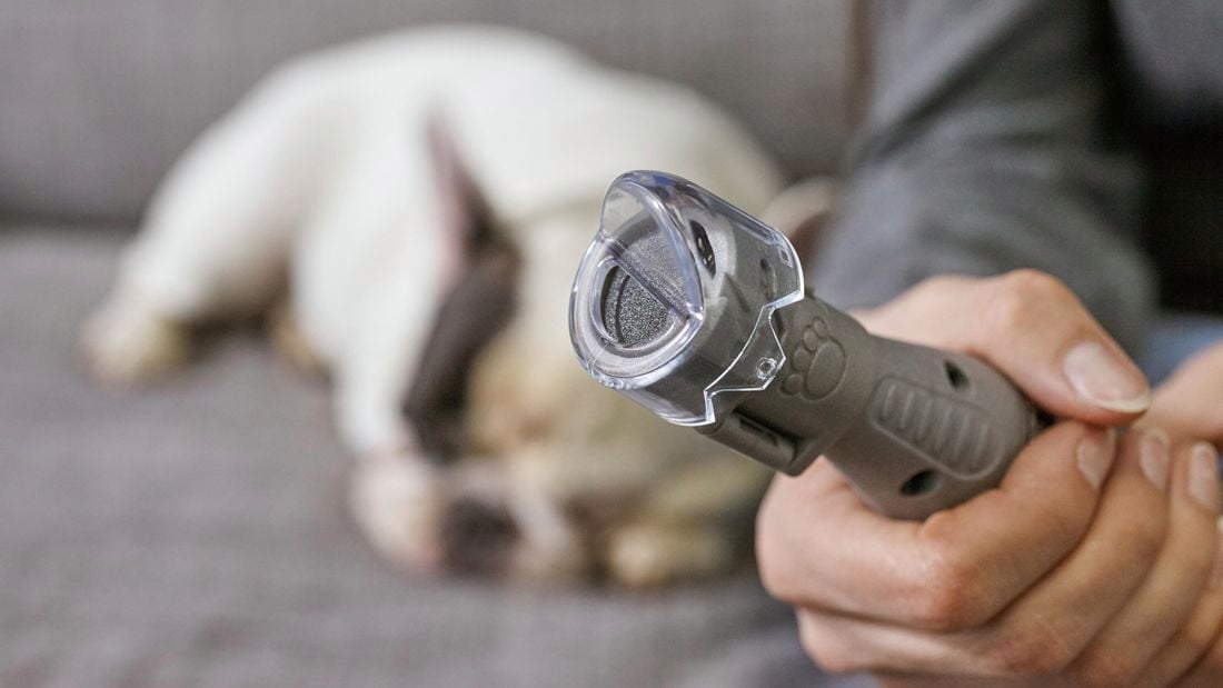 Close up of owner using Dremel to cut dogs nail