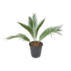 180mm Sago Palm - Cycas revoluta