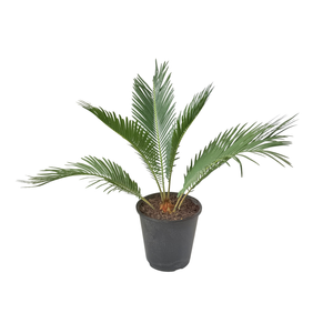180mm Sago Palm - Cycas revoluta
