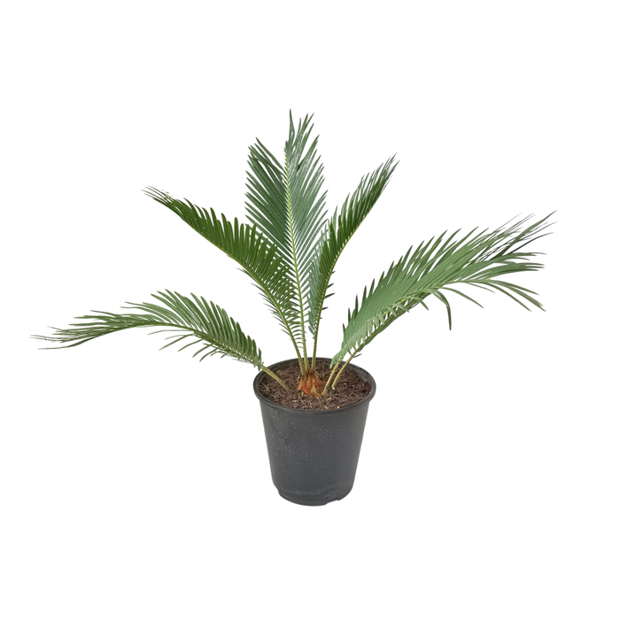 180mm Sago Palm - Cycas revoluta