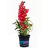 1.5L Cha Cha Cherry - Penstemon