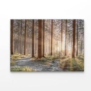 Forest With Sunrays  Print 100% Australian Made 50 x 40cm  (Acrylic)