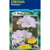 Freesia Montana - 10 Bulbs