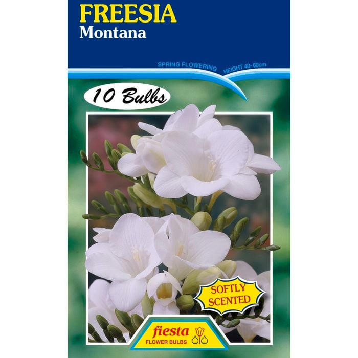 Freesia Montana - 10 Bulbs